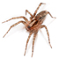 Domestic house spider