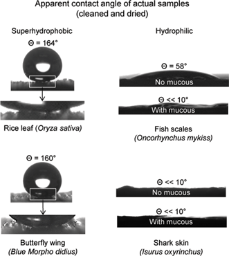 Description: L:\2Production\Suppdata\SM\Additions & Corrections\Pending (i.e. to be put in a print issue in 2012)\C2SM26655E\Fig10.gif